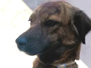 Cachorro raça SRD-ViraLata idade 2 anos nome Luna 