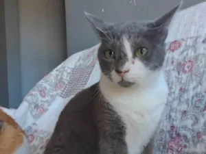 Gato raça SRD-ViraLata idade 2 anos nome Sophie 