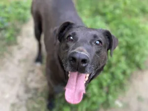 Cachorro raça SRD-ViraLata idade 3 anos nome Rogerinho