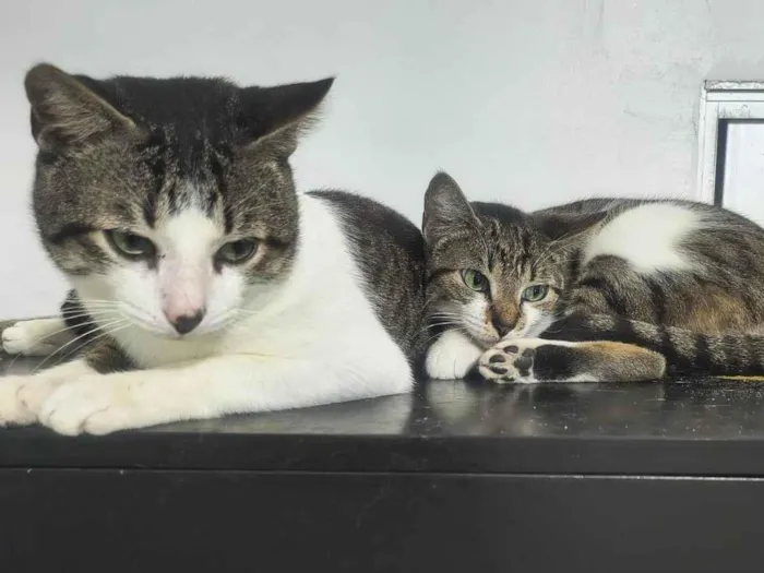 Gato ra a SRD-ViraLata idade 7 a 11 meses nome Amora