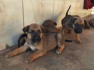 Cachorro raça SRD-ViraLata idade Abaixo de 2 meses nome Filhotes de belga malinoa com americano
