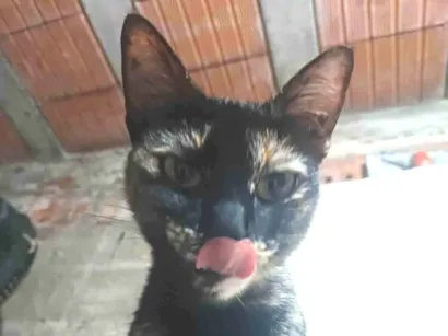 Gato raça SRD-ViraLata idade 2 anos nome Manchadinha 