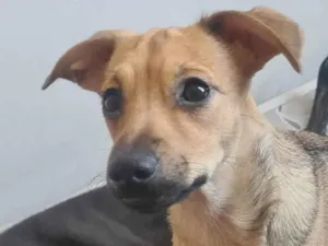 Cachorro raça SRD-ViraLata idade 2 a 6 meses nome Gustavo (Gugu)