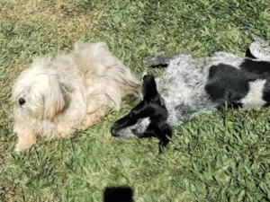 Cachorro raça SRD-ViraLata idade 1 ano nome Sem nome