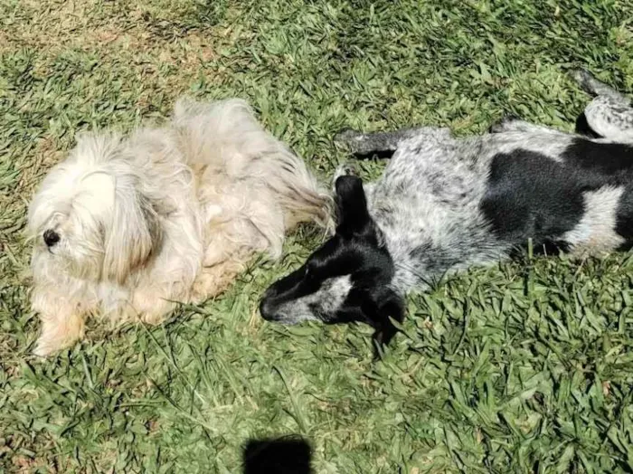 Cachorro ra a SRD-ViraLata idade 1 ano nome Sem nome