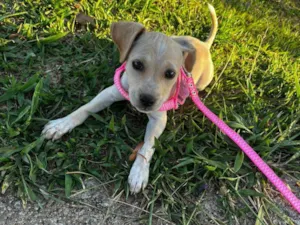 Cachorro raça SRD-ViraLata idade 2 a 6 meses nome Luna