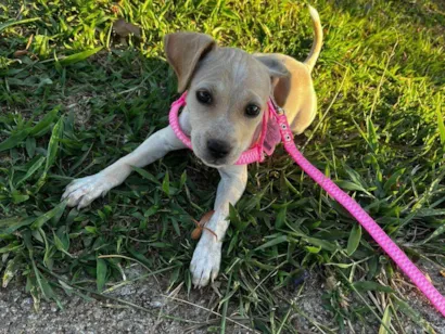 Cachorro raça SRD-ViraLata idade 2 a 6 meses nome Luna