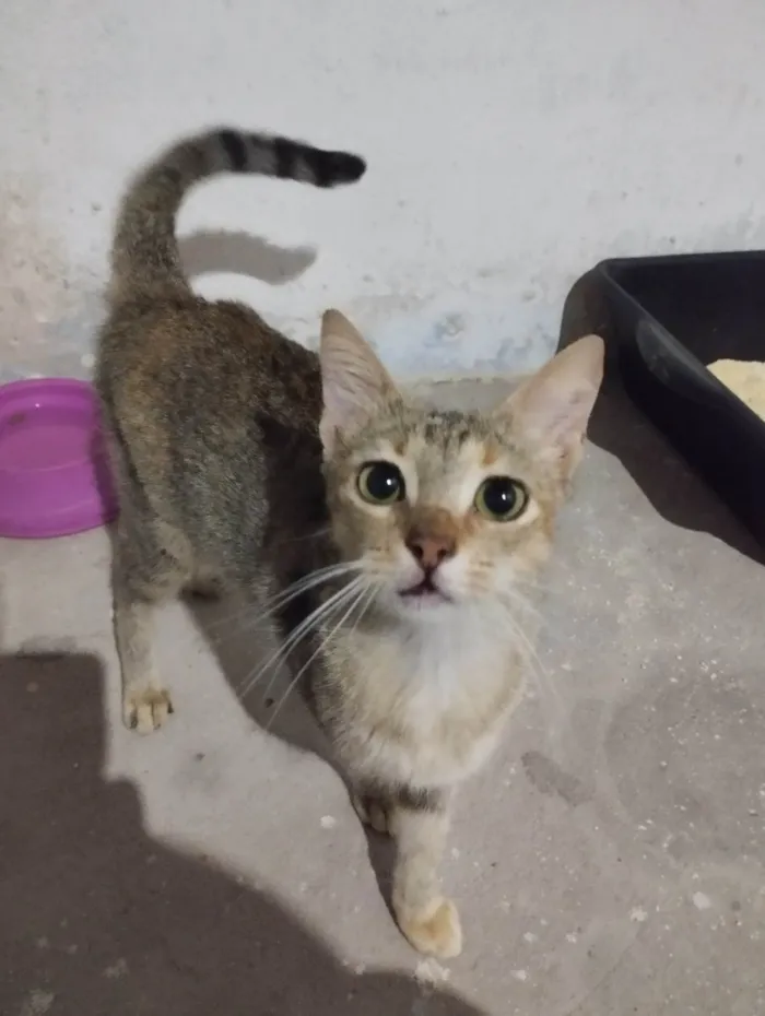 Gato ra a SRD-ViraLata idade 7 a 11 meses nome Nina 