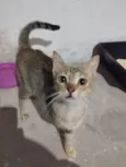 Nina