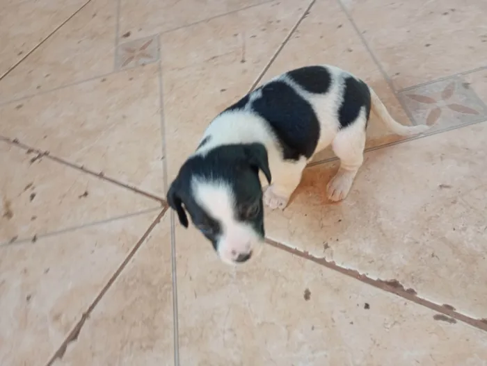 Cachorro ra a SRD-ViraLata idade 2 a 6 meses nome Não tem