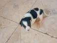 Não tem