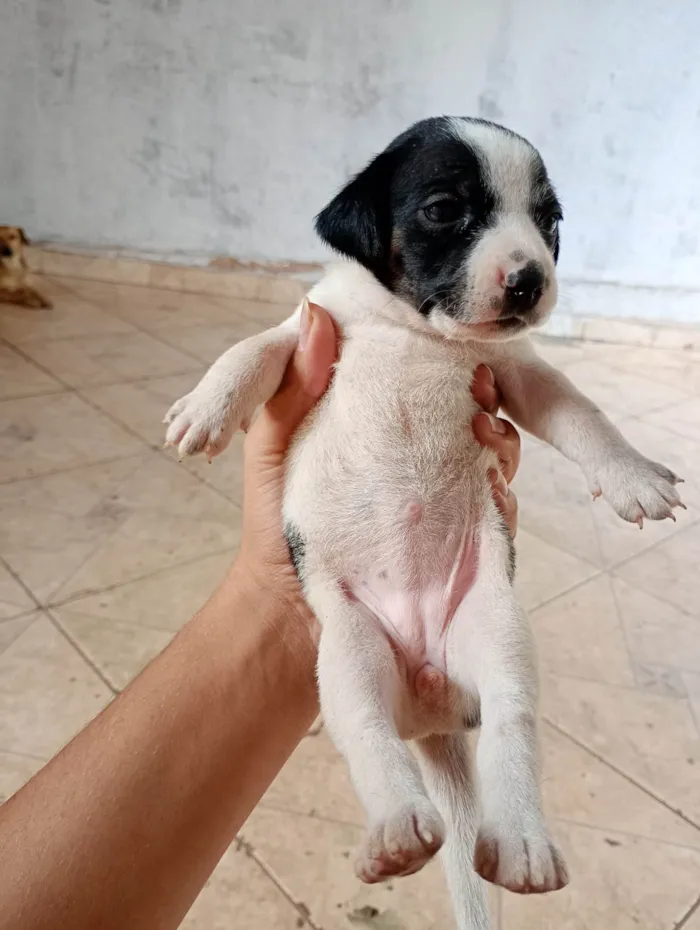 Cachorro ra a SRD-ViraLata idade 2 a 6 meses nome Não tem