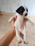 Não tem