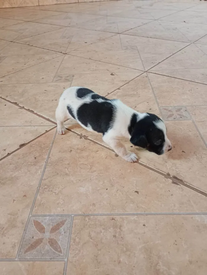 Cachorro ra a SRD-ViraLata idade 2 a 6 meses nome Não tem