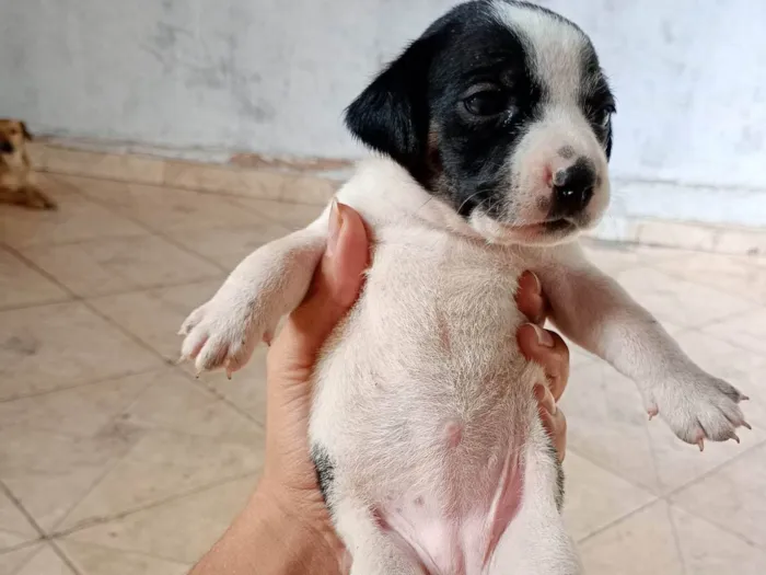 Cachorro ra a SRD-ViraLata idade 2 a 6 meses nome Não tem