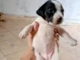 Não tem