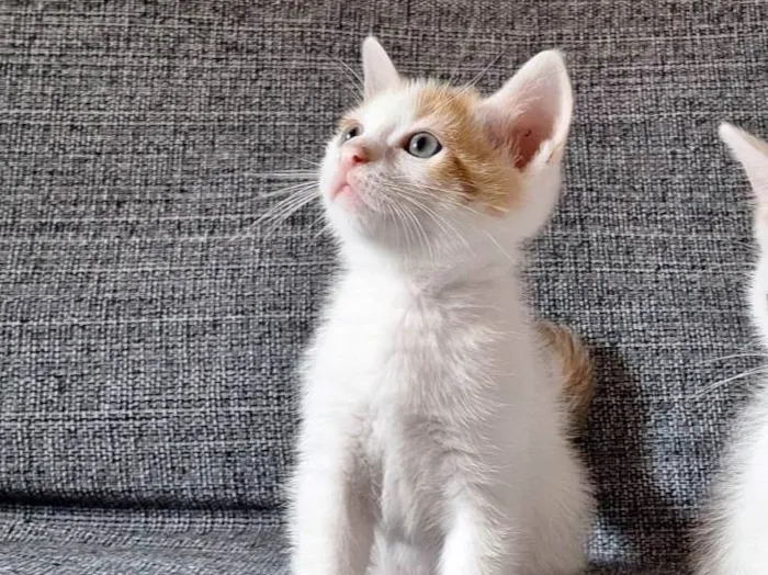 Gato ra a SRD-ViraLata idade 2 a 6 meses nome Mister M