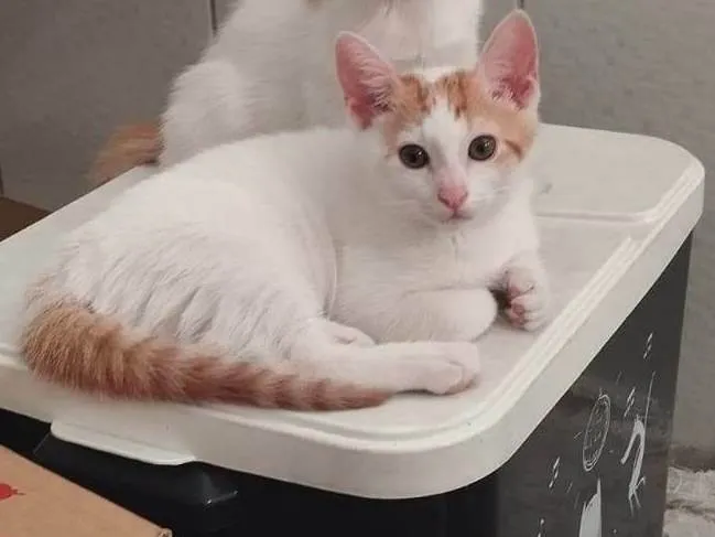 Gato ra a SRD-ViraLata idade 2 a 6 meses nome Mister M