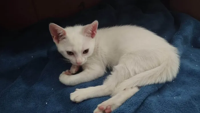 Gato ra a SRD-ViraLata idade 2 a 6 meses nome Branquinho
