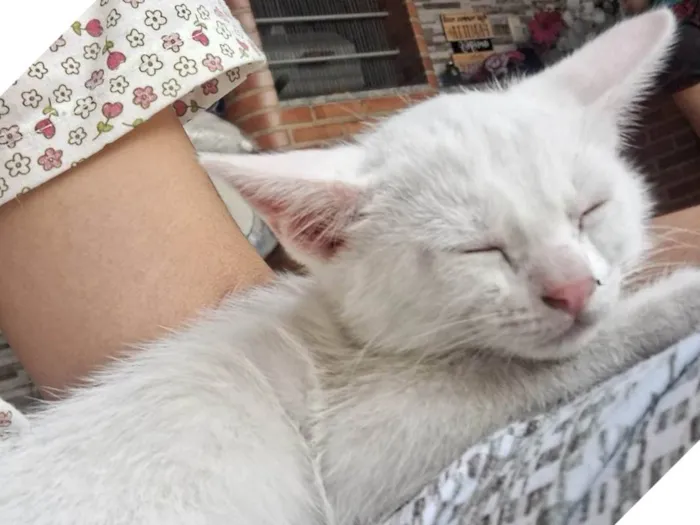 Gato ra a SRD-ViraLata idade 2 a 6 meses nome Branquinho