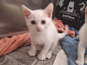 Gato raça SRD-ViraLata idade 2 a 6 meses nome Branquinho