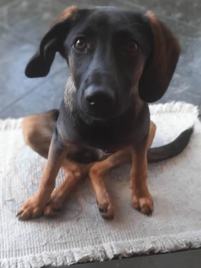 Cachorro ra a SRD-ViraLata idade 2 a 6 meses nome Nárnia 