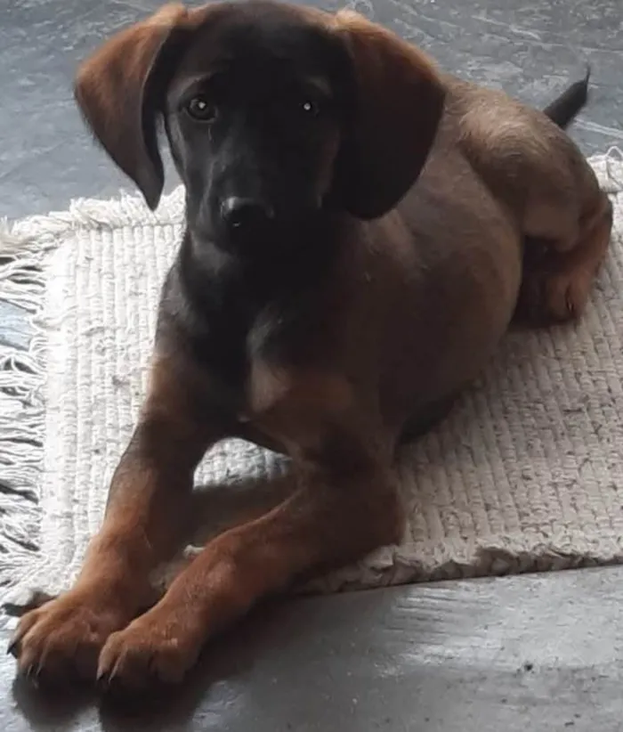 Cachorro ra a SRD-ViraLata idade 2 a 6 meses nome Nárnia 