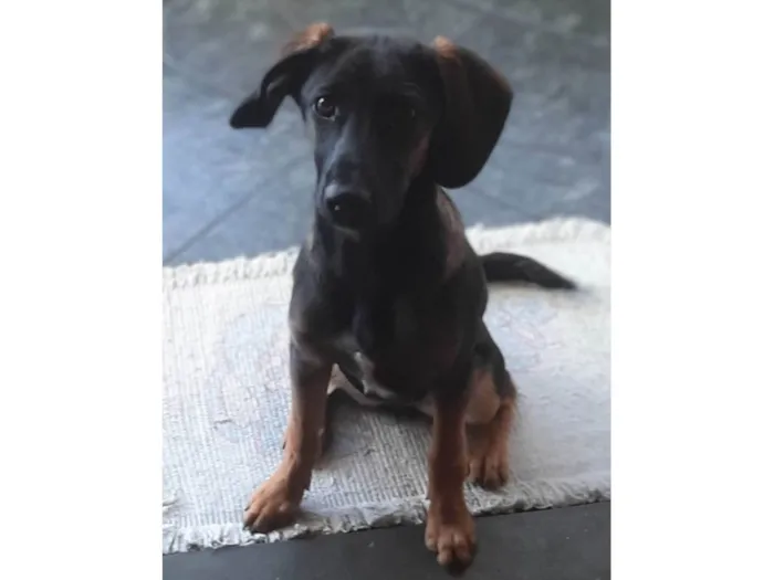 Cachorro ra a SRD-ViraLata idade 2 a 6 meses nome Nárnia 