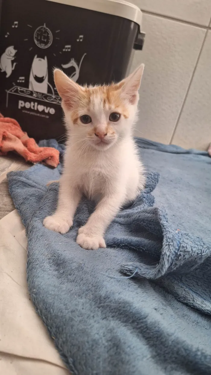 Gato ra a SRD-ViraLata idade Abaixo de 2 meses nome Manchadinho