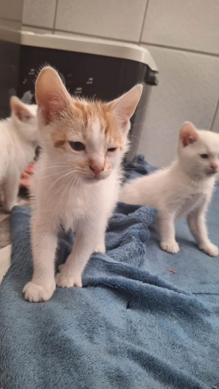 Gato ra a SRD-ViraLata idade Abaixo de 2 meses nome Manchadinho