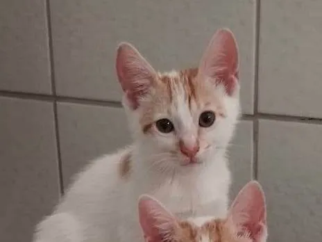 Gato ra a SRD-ViraLata idade Abaixo de 2 meses nome Manchadinho