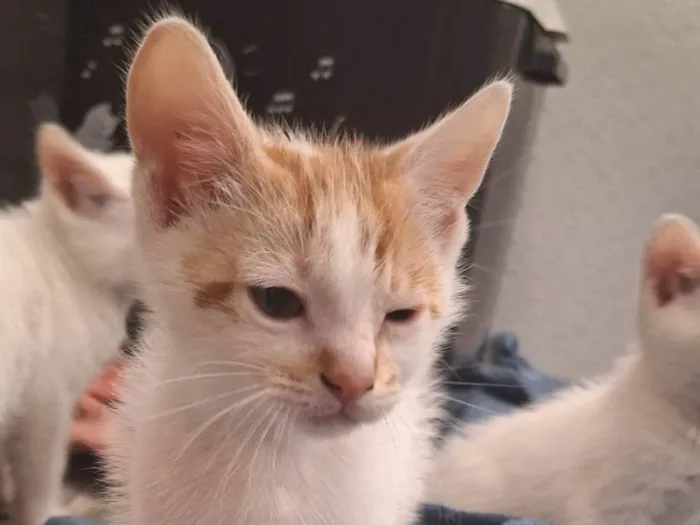 Gato ra a SRD-ViraLata idade Abaixo de 2 meses nome Manchadinho