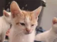Manchadinho