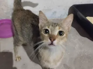 Gato raça SRD-ViraLata idade 7 a 11 meses nome Nina 