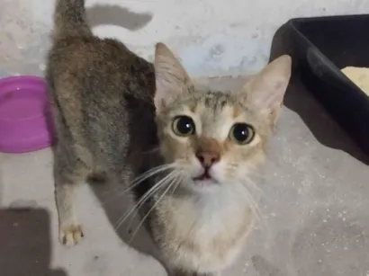 Gato raça SRD-ViraLata idade 7 a 11 meses nome Nina 