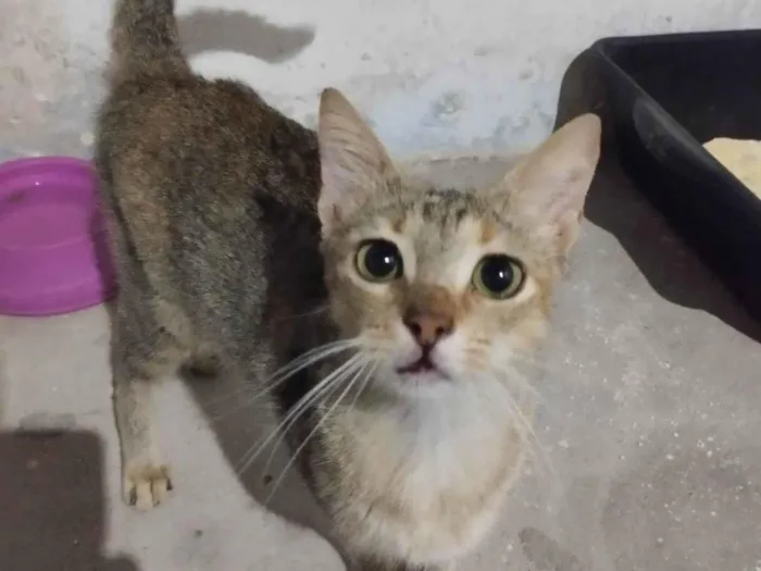 Gato ra a SRD-ViraLata idade 7 a 11 meses nome Nina 