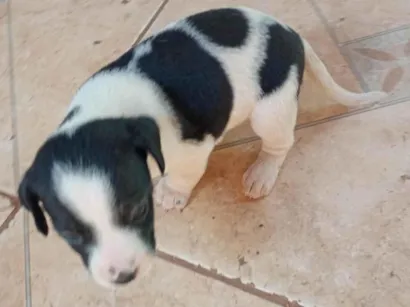 Cachorro raça SRD-ViraLata idade 2 a 6 meses nome Não tem