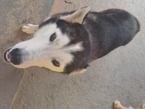 Cachorro raça Husky Siberiano idade 3 anos nome Zeus