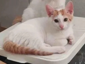 Gato raça SRD-ViraLata idade 2 a 6 meses nome Mister M