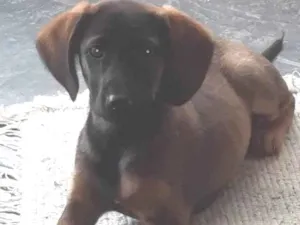 Cachorro raça SRD-ViraLata idade 2 a 6 meses nome Nárnia 