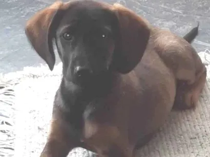 Cachorro raça SRD-ViraLata idade 2 a 6 meses nome Nárnia 