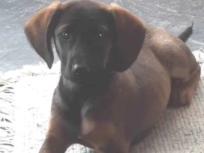Cachorro ra a SRD-ViraLata idade 2 a 6 meses nome Nárnia 