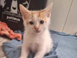Gato raça SRD-ViraLata idade Abaixo de 2 meses nome Manchadinho