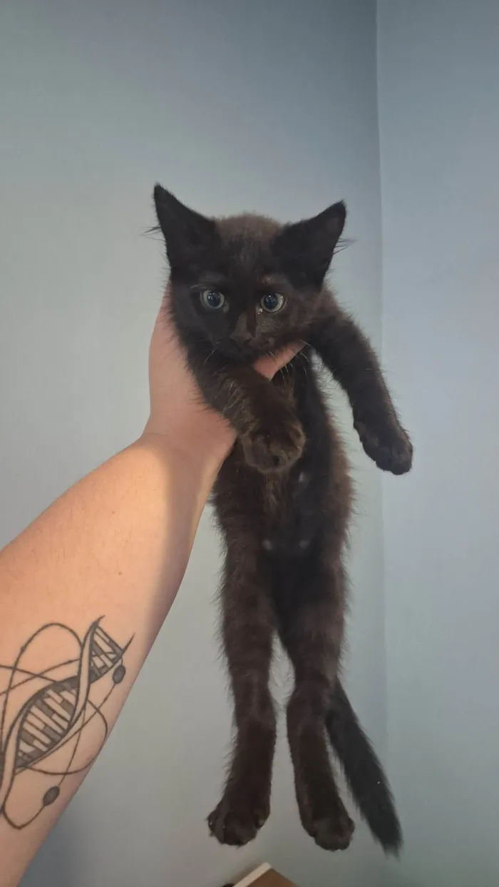 Gato ra a SRD-ViraLata idade 2 a 6 meses nome Klaus