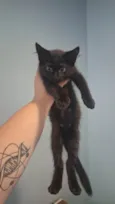Klaus