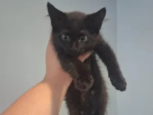Gato raça SRD-ViraLata idade 2 a 6 meses nome Klaus