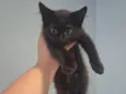Klaus