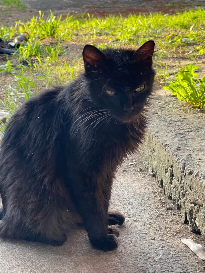 Gato ra a Exótico idade 7 a 11 meses nome Pretinhos 