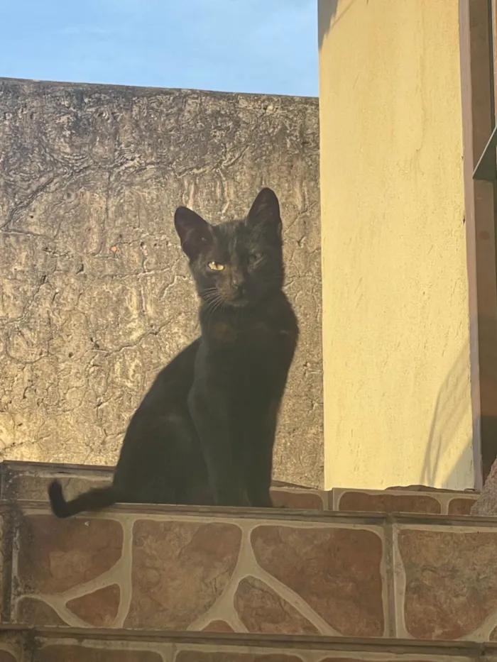 Gato ra a Exótico idade 7 a 11 meses nome Pretinhos 