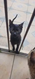 Pretinhos
